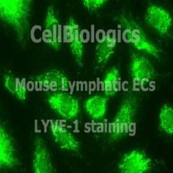 Mouse Cell Protein Lysates (0)